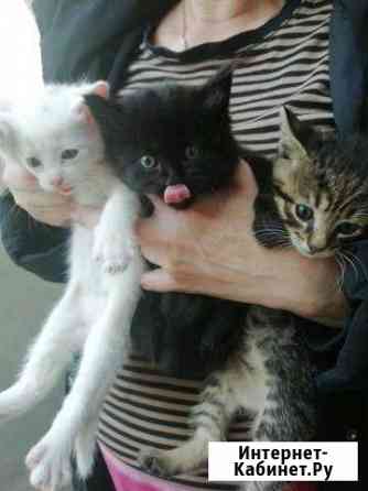 Котята в хорошие руки Калининград
