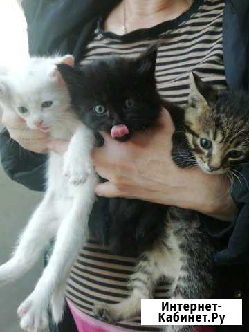 Котята в хорошие руки Калининград - изображение 1