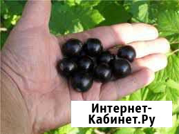 Саженцы смородины сортовой (черная, белая) Почеп - изображение 1