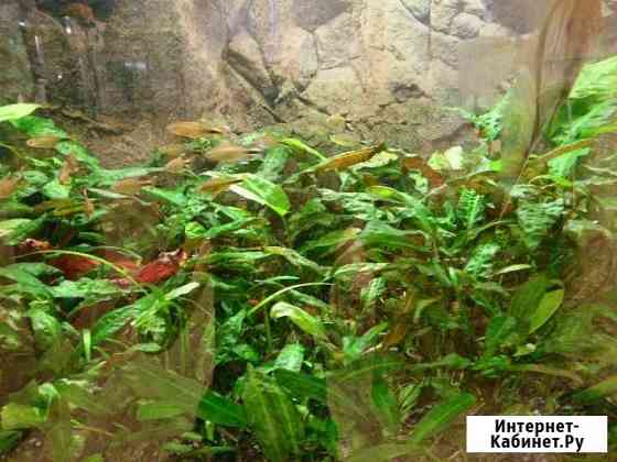 Аквариумное растение Криптокорина родственная аффи Москва