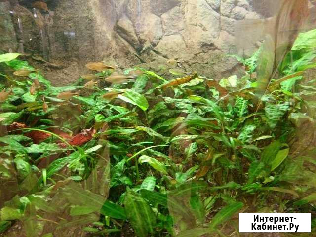 Аквариумное растение Криптокорина родственная аффи Москва - изображение 1