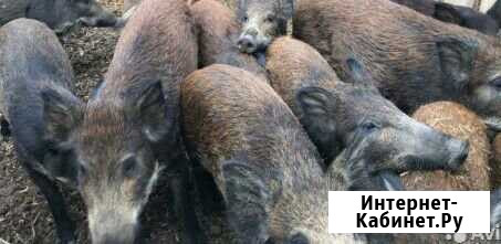 Кабаны Нефтекамск - изображение 1