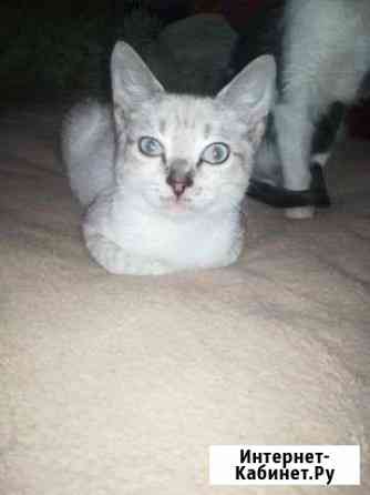 Котик Елец
