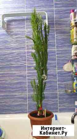 Продам цветок Красноярск