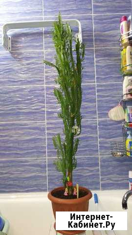 Продам цветок Красноярск - изображение 1