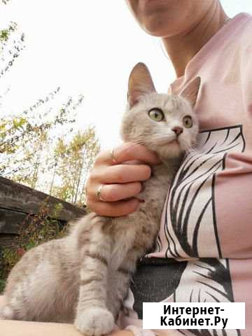 Отдам кошечку Мариинск - изображение 1