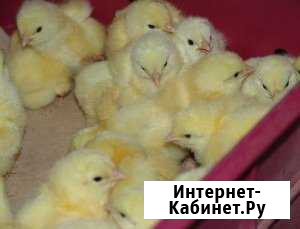 Бройлер суточный и подрощеный Белогорск - изображение 1