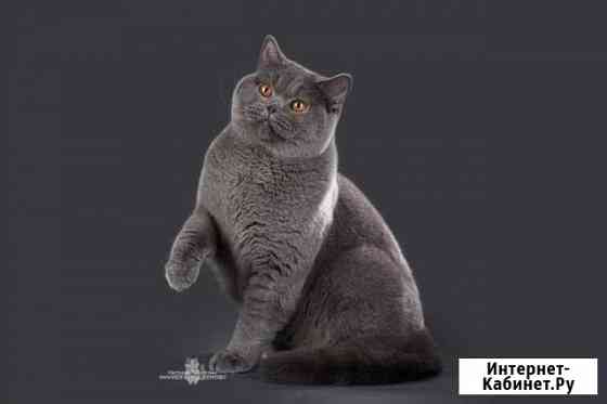 Вязка с Евро Чемпионом Санкт-Петербург