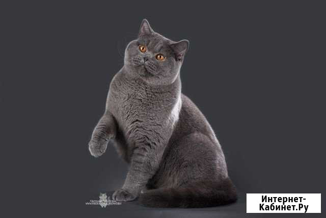 Вязка с Евро Чемпионом Санкт-Петербург - изображение 1