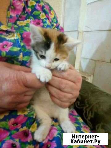 Котята Златоуст - изображение 1