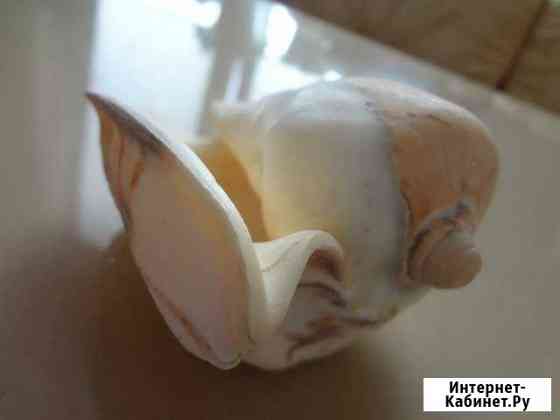 Ракушки и камни Курск