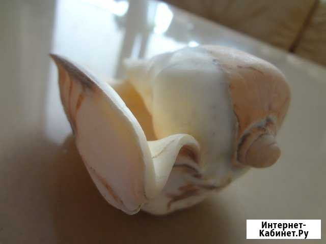 Ракушки и камни Курск - изображение 1