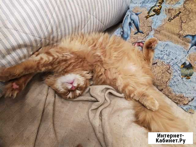 Сибирский кот Павлик на вязку Санкт-Петербург - изображение 1