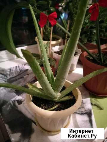 Алоэ Вера Липецк - изображение 1