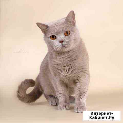 Молодая британская кошечка из питомника Казань