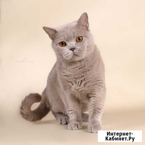 Молодая британская кошечка из питомника Казань - изображение 1