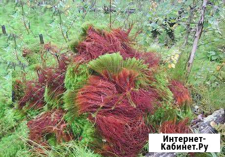 Красный мох Урень - изображение 1