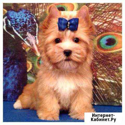 Йоркширский терьер золото Москва