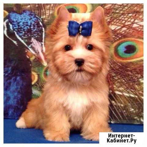 Йоркширский терьер золото Москва - изображение 1