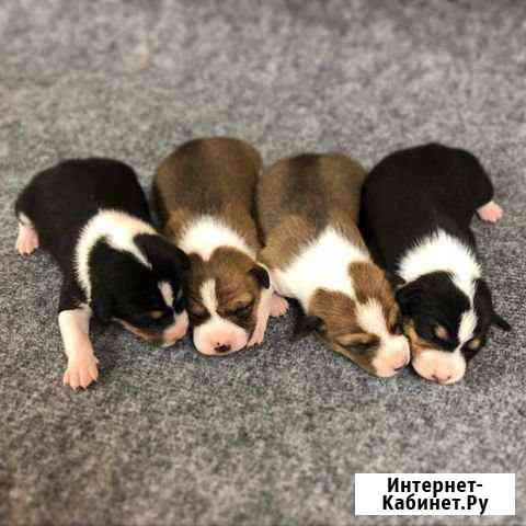 Басенджи щенки Калуга