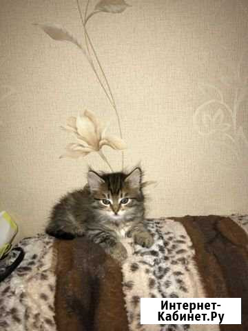 Кот шотландский Ухта - изображение 1