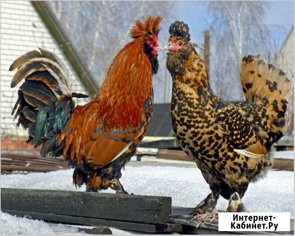 Куры(павловская порода) Незлобная - изображение 1