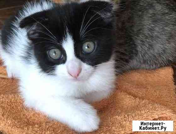 Отдам в добрые руки котят Клинцы