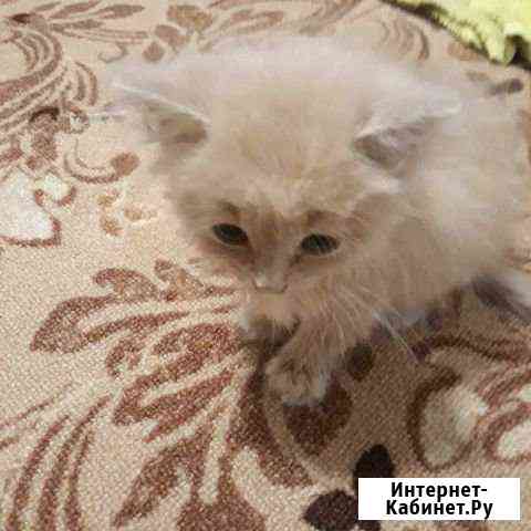 Отдам котёнка Семикаракорск