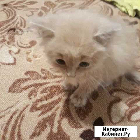 Отдам котёнка Семикаракорск - изображение 1