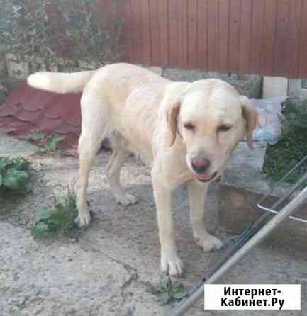 Лабрадор Ставрополь