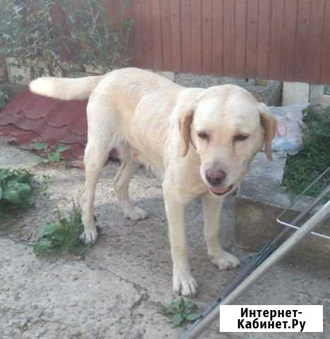 Лабрадор Ставрополь - изображение 1