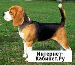 Бигль кобель вязка Ставрополь