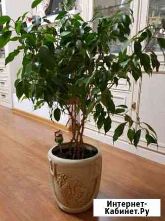 Цветы для дома и офиса 3 Курск