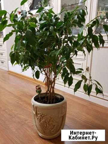 Цветы для дома и офиса 3 Курск - изображение 1