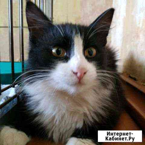 Кот Рыбинск
