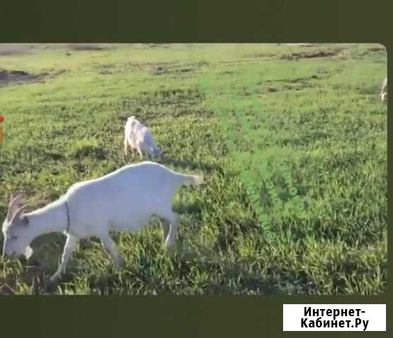 Продаю коз Кимовск - изображение 1