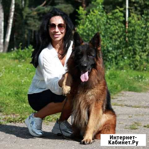 Щенки и подростки немецкой овчарки Кратово - изображение 1