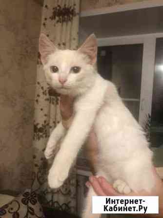 Котёнок Муром