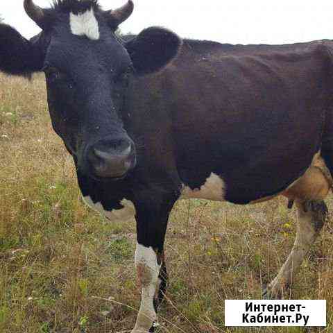 Крс Неман