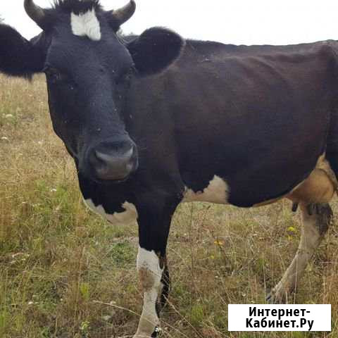 Крс Неман - изображение 1