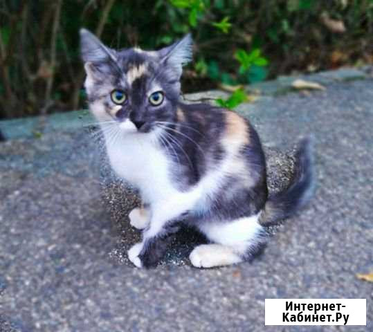 Котята красивые Горячий Ключ - изображение 1