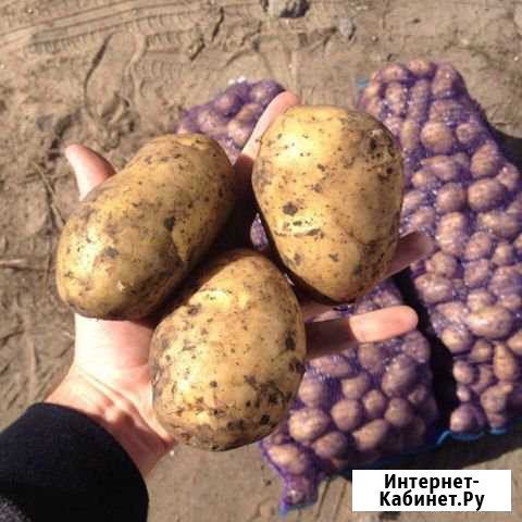 Картофель Красноярск - изображение 1