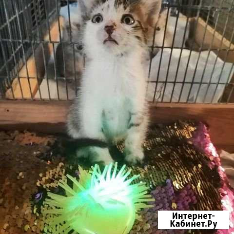 Славные котята ищут дом Каменск-Шахтинский - изображение 1