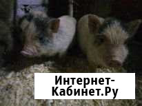 Поросята вьетнамские Киров - изображение 1