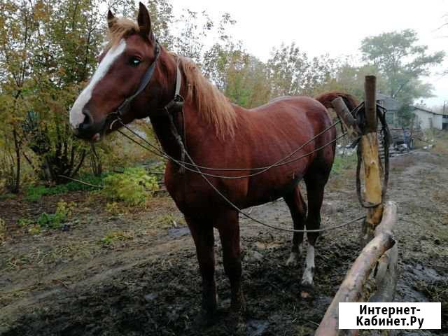 Продам жеребца Курчатов - изображение 1