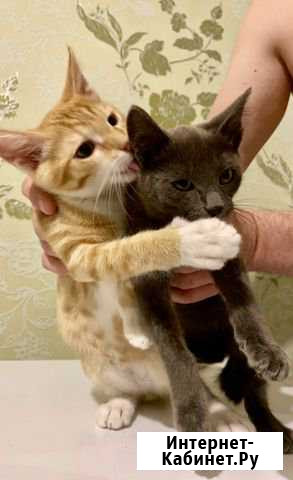 Котята в добрые руки Череповец - изображение 1