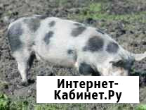 Поросята Панино - изображение 1