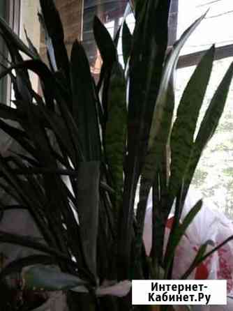 Сансевиерия Тамбов