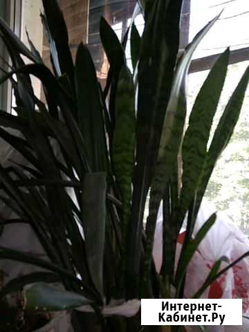 Сансевиерия Тамбов - изображение 1