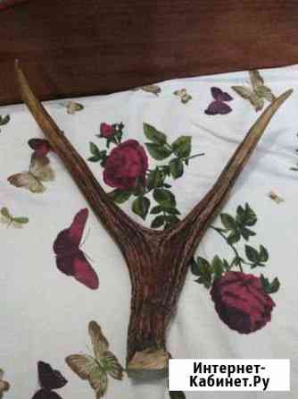 Рога оленя Севастополь